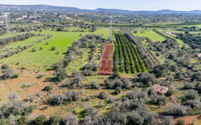 INVESTIMENTO COM POTENCIAL NO CORAÇÃO DO ALGARVE! #021